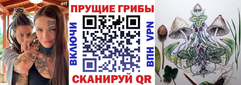 где найти наркотики  Оренбург  Псилоцибиновые грибы Psilocybine cubensis 